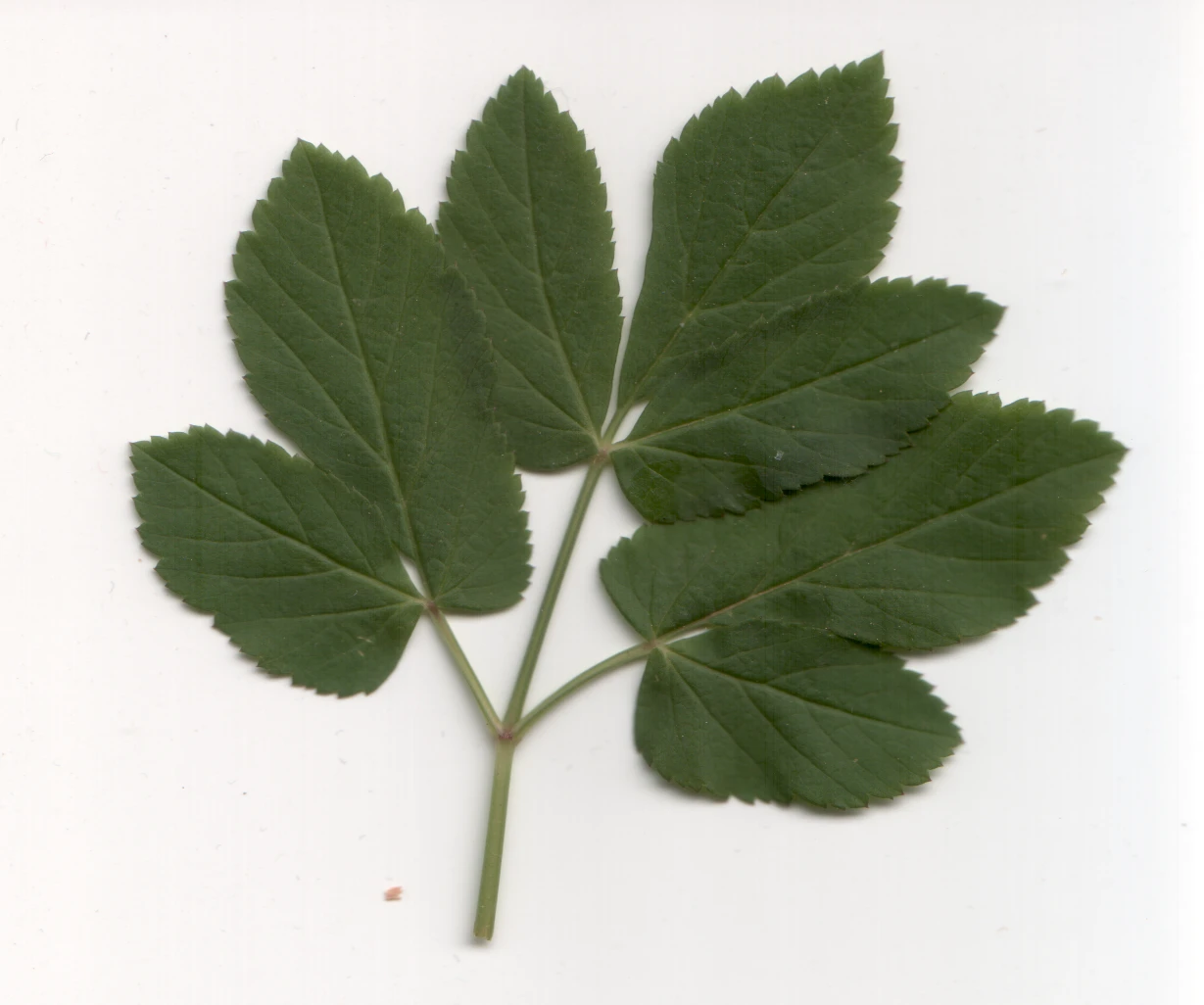 Typical young ground elder growth showing “goat’s foot” leaf pattern