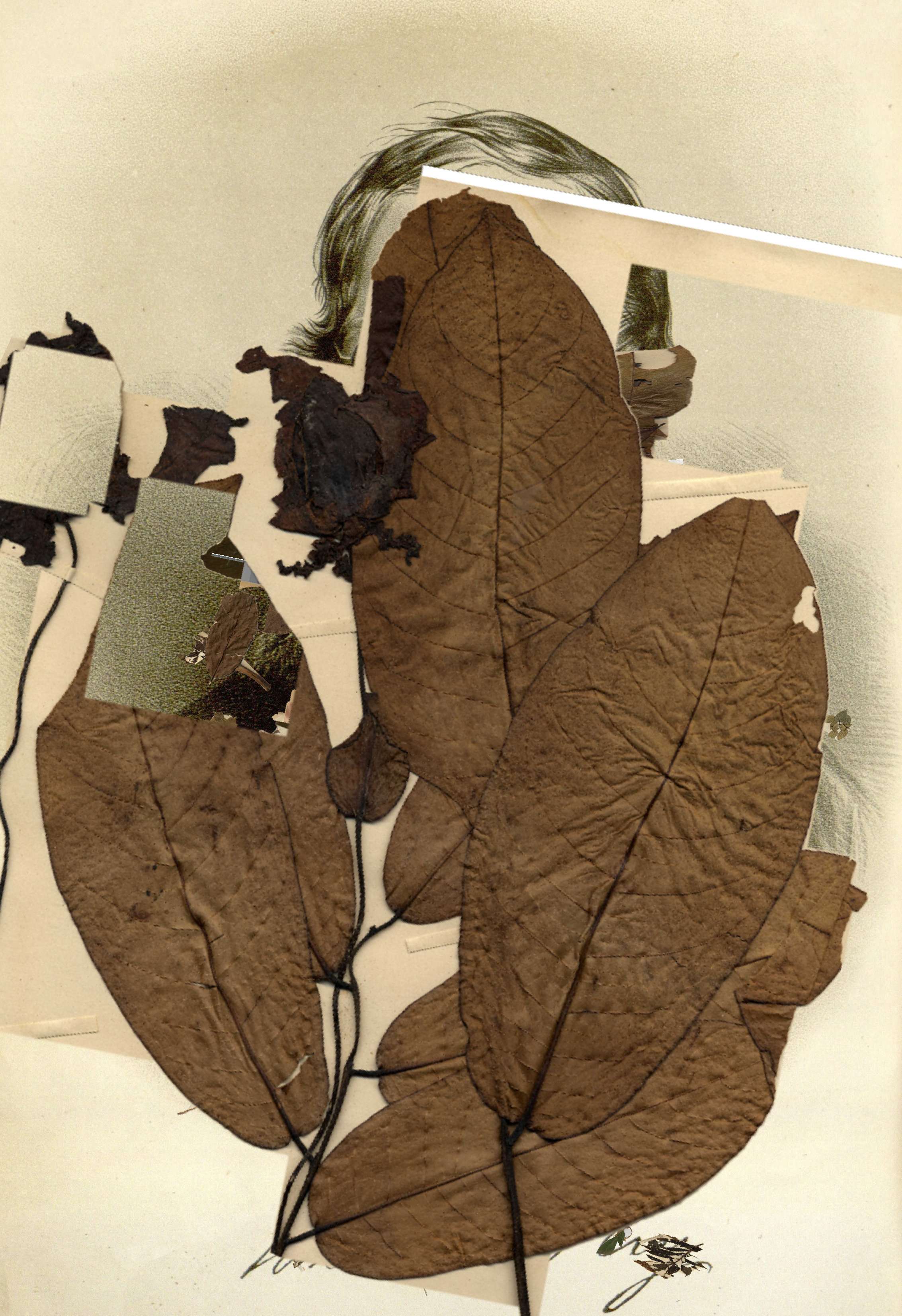 A taxonomist obscured by leaves and seeds